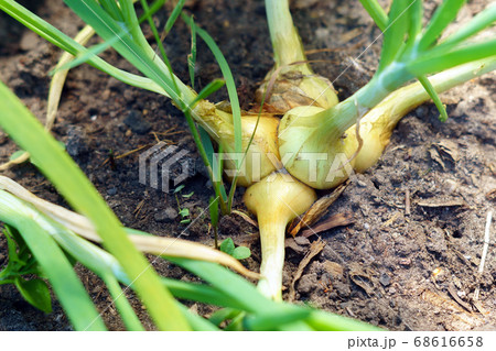 close-up of a growing onion plantation in the garden. organic farm 68616658