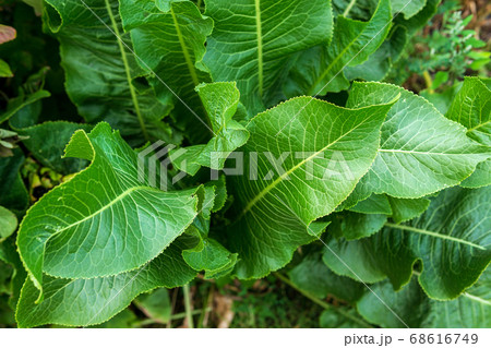 Horseradish leaves Armoracia rusticana cultured plant popular in Russia leaves and roots are used in cooking and medicine. Horseradish leaves Armoracia rusticana cultured plant popular in Russia leaves and roots are used in cooking and medicine. 68616749