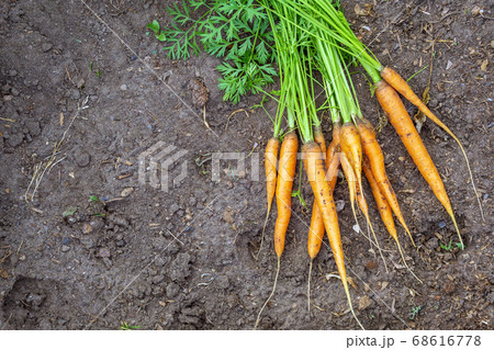 Ripe carrots before harvest. A bunch of fresh carrots with herbs on the ground. space for copying text Ripe carrots before harvest. A bunch of fresh carrots with herbs on the ground. space for copying text 68616778