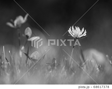 Nature plant clover. Texture of  blooming flower 68617378