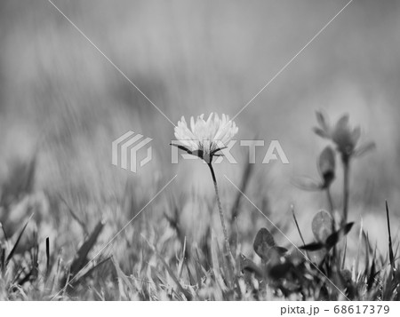 Blossoming red clover Trifolium pratense flower 68617379