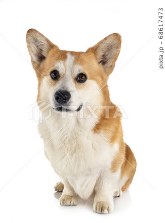 Pembroke Welsh Corgi Pembroke Welsh Corgi 68617473