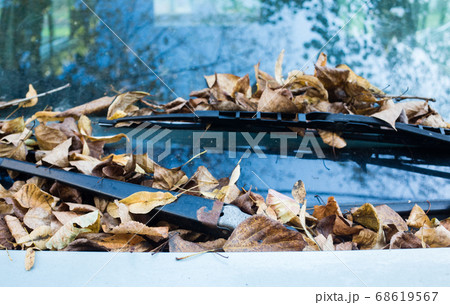Fallen yellow leaves on the windshield of the car. Fallen yellow leaves on the windshield of the car. 68619567