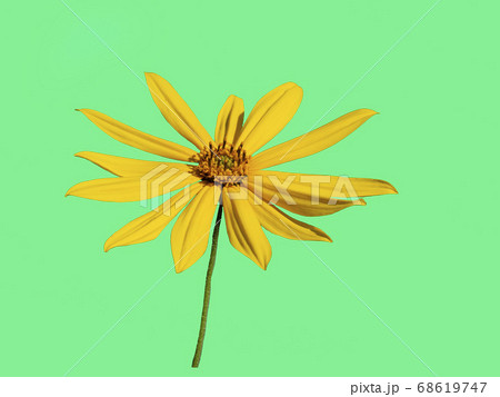 Jerusalem artichoke flower isolate on a green Jerusalem artichoke flower isolate on a green 68619747