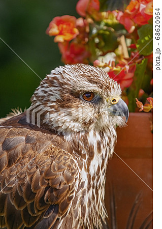 Saker falcon (Falco cherrug) Saker falcon (Falco cherrug) 68620964