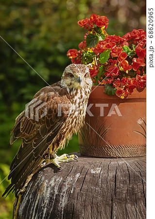 Saker falcon (Falco cherrug) Saker falcon (Falco cherrug) 68620965