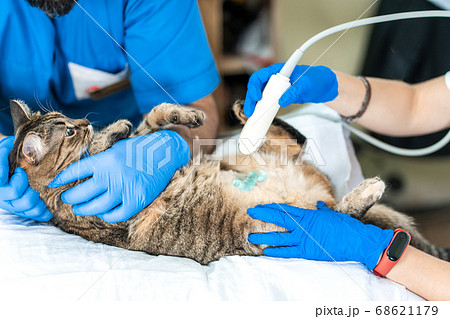Veterinarians carry through an ultrasound Veterinarians carry through an ultrasound 68621179