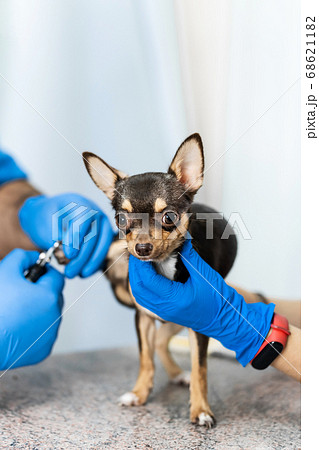 A professional veterinarian cuts the claws of a A professional veterinarian cuts the claws of a 68621182