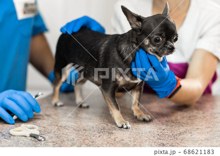 A professional veterinarian cuts the claws of a A professional veterinarian cuts the claws of a 68621183