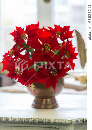 Vase with red poinsettia flowers on the window 68621211