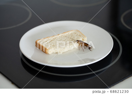 A cockroach is sitting on a piece of bread in a 68621230
