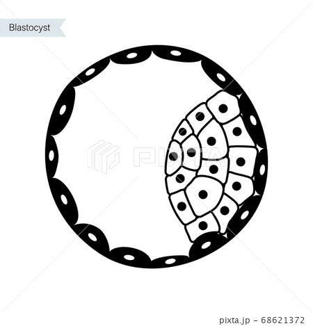 In vitro fertilisation concept 68621372