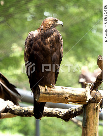 ニホンイヌワシ ニホンイヌワシ 68621486