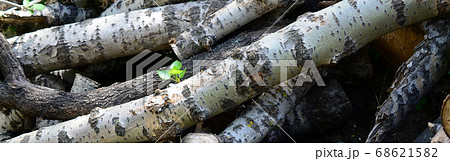 Closeup of firewood from old poplar with rough 68621582