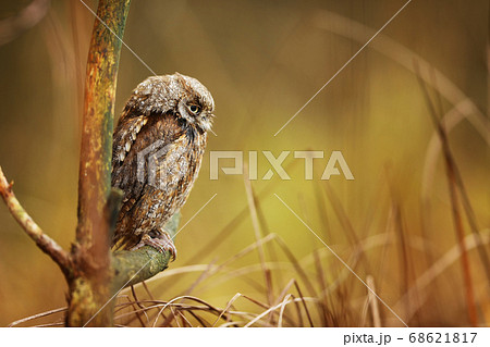 Scops Owl, Otus scops, sitting on tree branch. 68621817