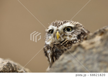 Small owl in the nature habitat, Czech republic Small owl in the nature habitat, Czech republic 68621820