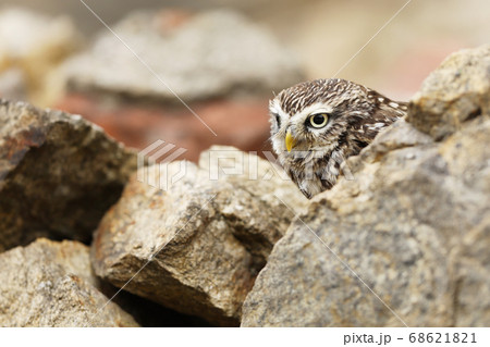 Little Owl, Athene noctua, bird in the old urban 68621821