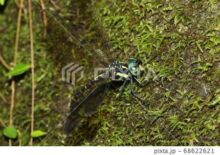 ヤブヤンマの産卵 68622621