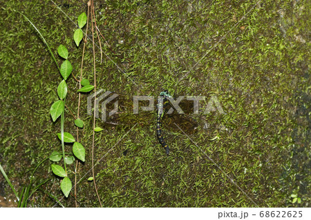 ヤブヤンマの産卵 ヤブヤンマの産卵 68622625