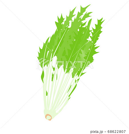 水菜一株 やさいのベクターイラスト のイラスト素材