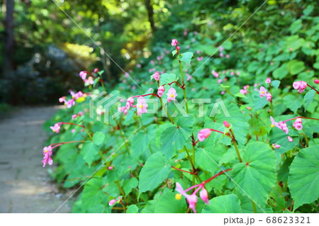 シユウカイドウの花 68623321