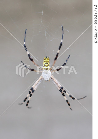 ナガコガネグモ(長黄金蜘蛛) 68623732