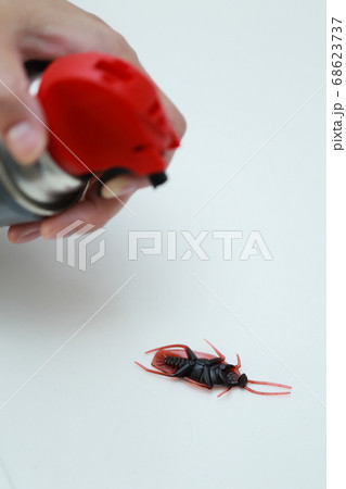 キッチンに現れたゴキブリを殺虫剤で撃退する主婦の写真素材