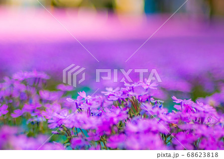 永沢寺の芝桜 68623818