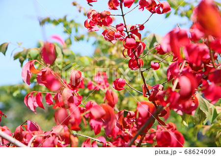 コマユミ紅葉 コマユミ紅葉 68624099