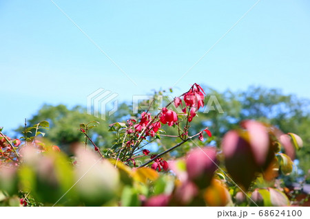 コマユミ紅葉 68624100