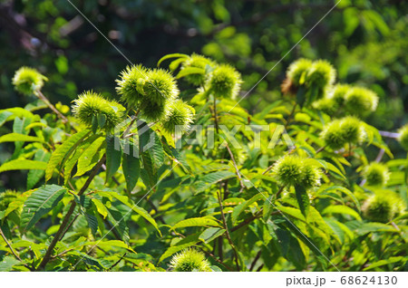 夏のクリの木（山栗） 68624130