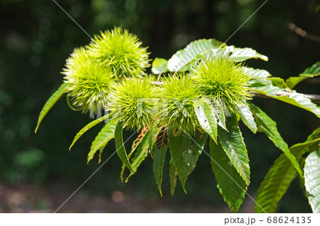 夏のクリの木（山栗） 68624135