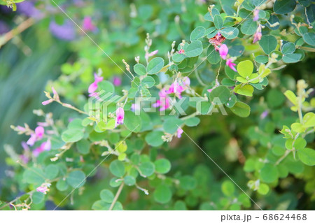 ハギの花 68624468