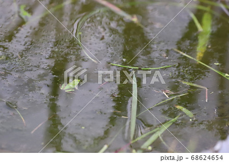 水面に顔を出した蛙 68624654
