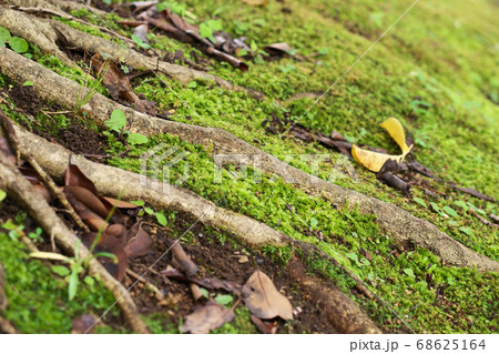地面の苔と根 68625164