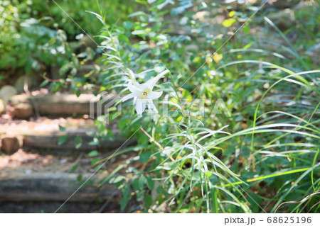 テッポウユリの花 テッポウユリの花 68625196