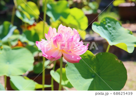ハスの花 ハスの花 68625439