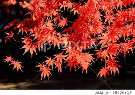 逆光の陽射しを受けて 一面色づいたイロハモミジの紅葉の錦の写真素材