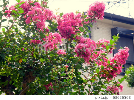 わが家のサルスベリ 百日紅 わが家のサルスベリ 百日紅 68626568