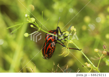 アカスジカメムシ 68629211