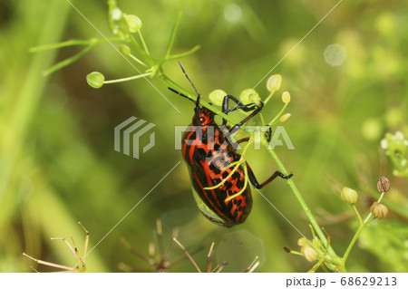 アカスジカメムシ アカスジカメムシ 68629213