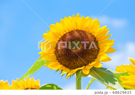 青空とひまわり畑と白い雲 夏イメージ 8月 奈良県営馬見丘陵公園の写真素材
