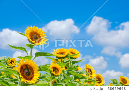 青空とひまわり畑と白い雲 夏イメージ 8月 奈良県営馬見丘陵公園の写真素材