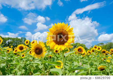 青空とひまわり畑と白い雲　夏イメージ　8月　奈良県営馬見丘陵公園 68629700
