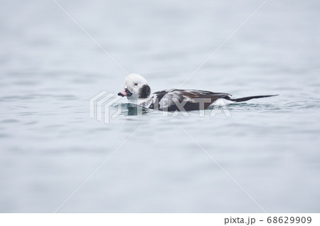 オスのコオリガモ(北海道) オスのコオリガモ(北海道) 68629909