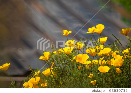 a lot of yellow Buttercup flowers on a brown background a lot of yellow Buttercup flowers on a brown background 68630752