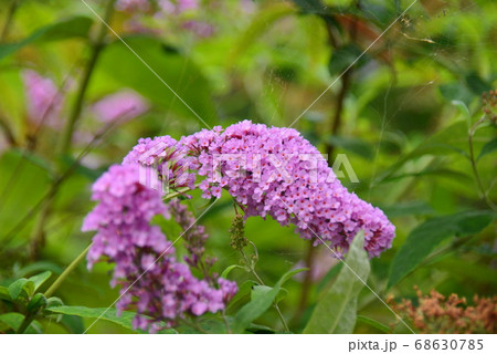薄紫色の長い円錐形の花穂　ブッドレア 68630785