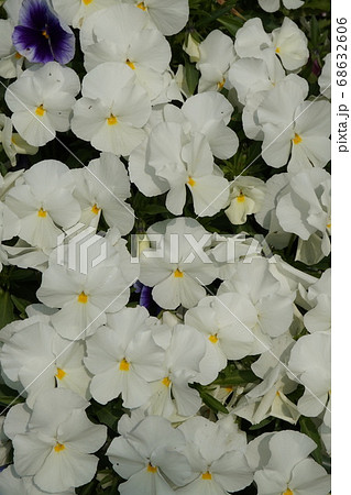 春の花畑 春の花畑 68632606