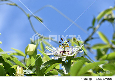 青空に向かって咲く時計の文字盤を思い浮かべるトケイソウ 68632906