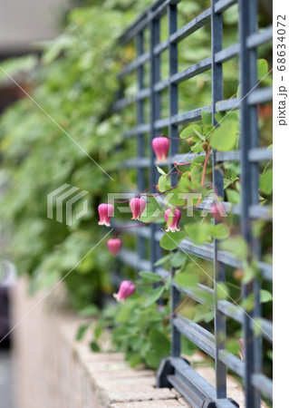 ランタンの様に咲く赤い壺型のクレマチス 68634072